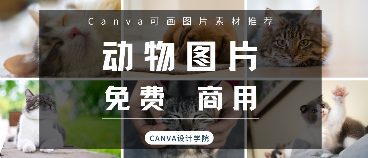 动物图片素材|免费、可商用的图片素材，都给你打包好了！