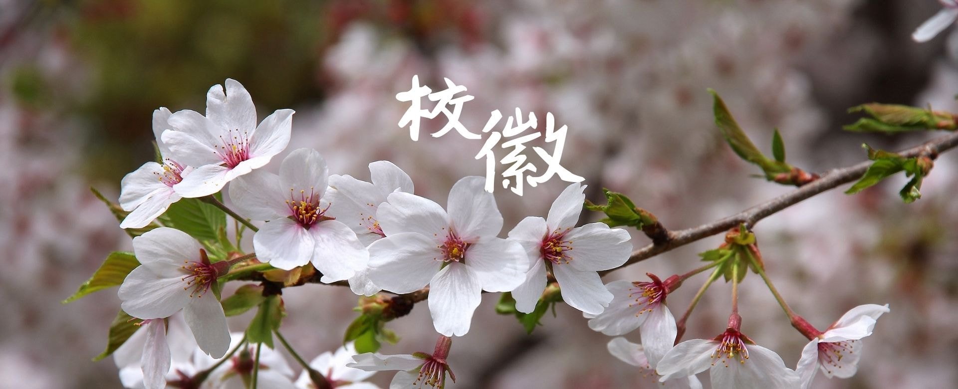 日本8所知名学校的logo设计，你觉得哪个最好看？
